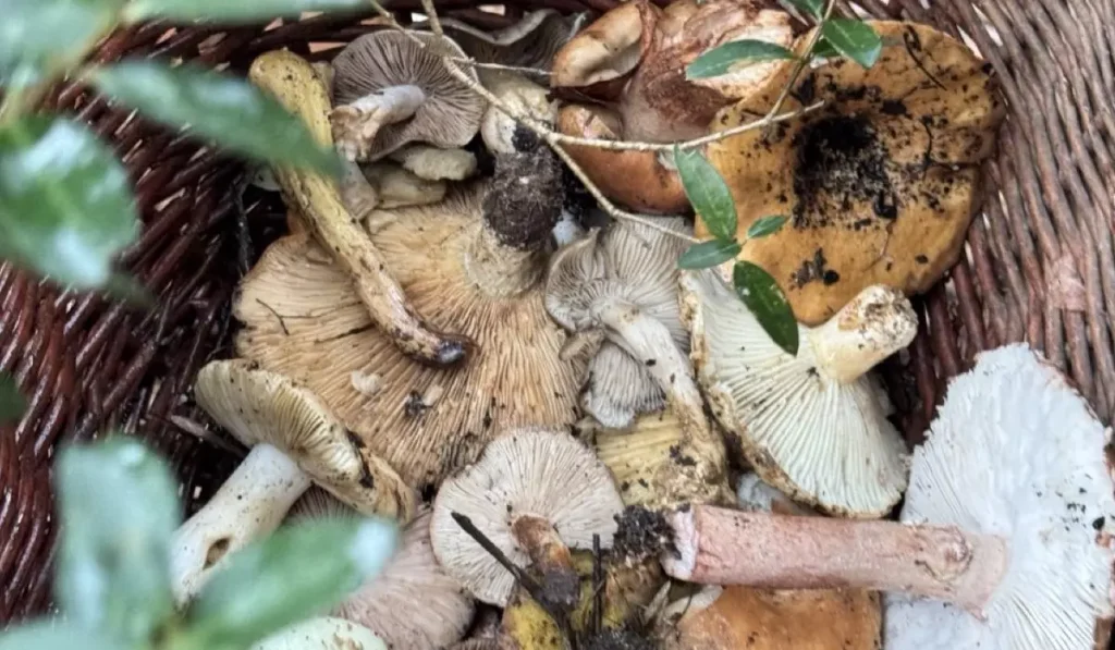 bosco scorace funghi