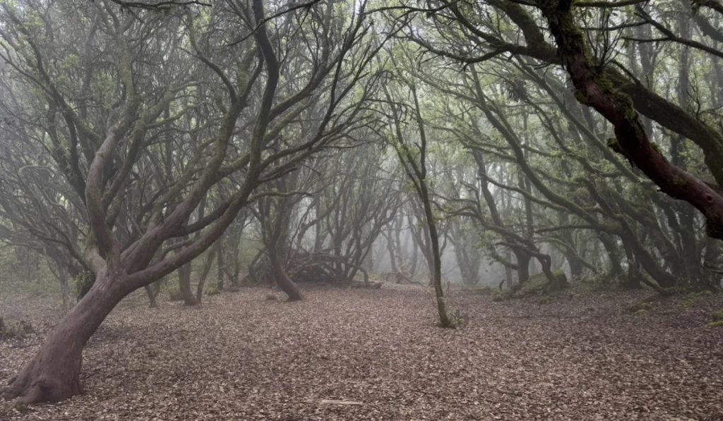 pantelleria bosco delle fate