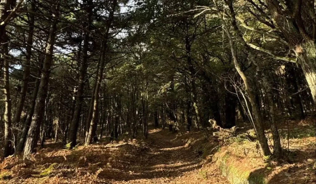 salina foliage monte fossa delle felci