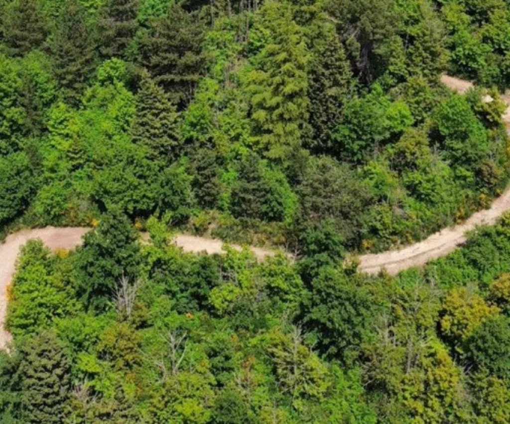 copertina floresta