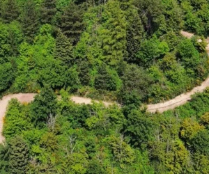 copertina floresta