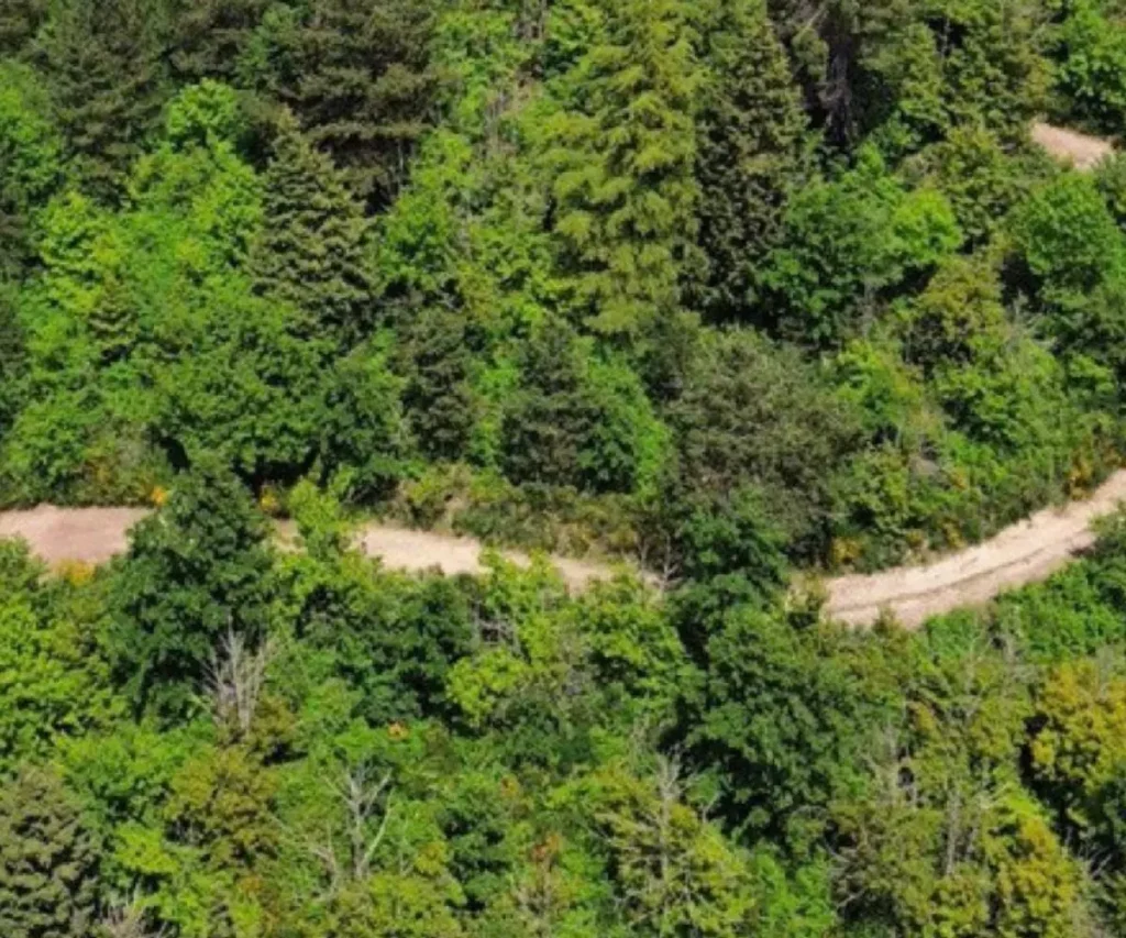 floresta foto copertina