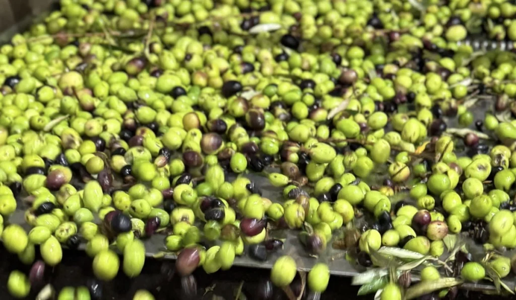 olive al frantoio