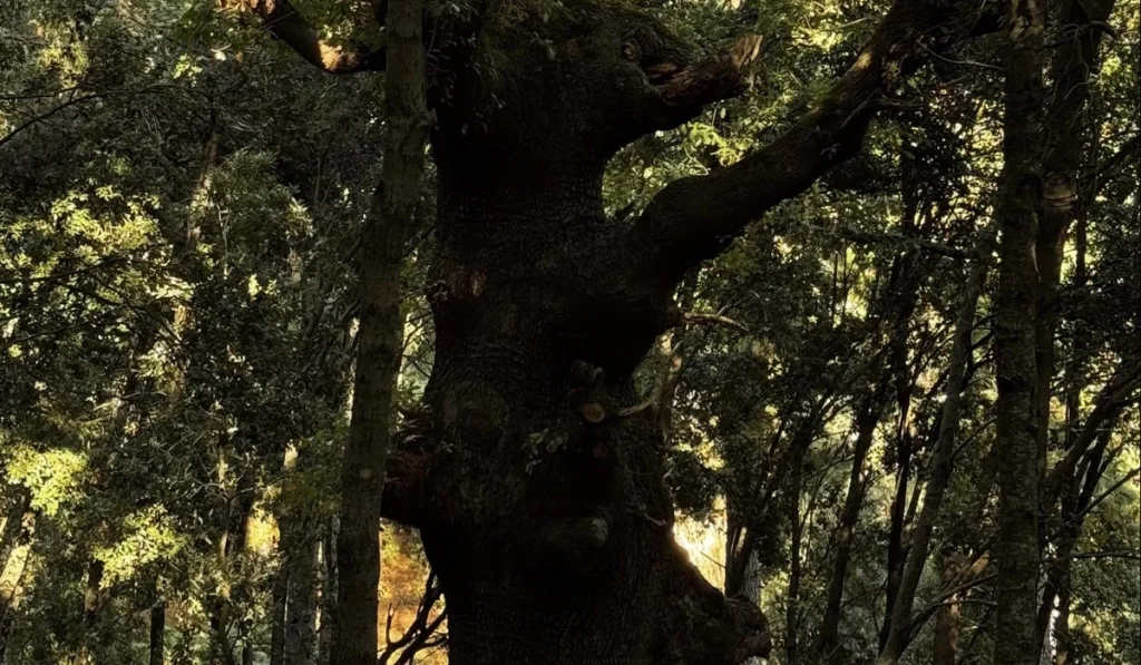 quercia bosco pomo
