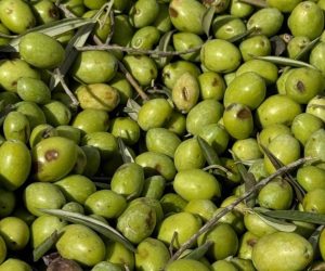 Quando si raccolgono le olive in Sicilia
