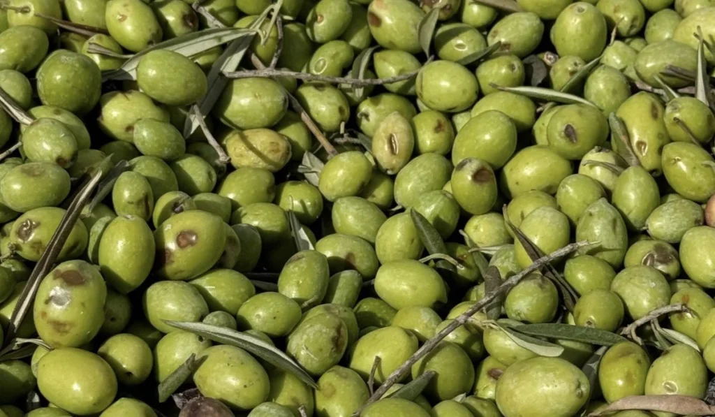 raccolta olive sicilia
