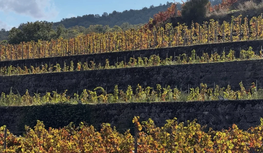 vigne gambino vini