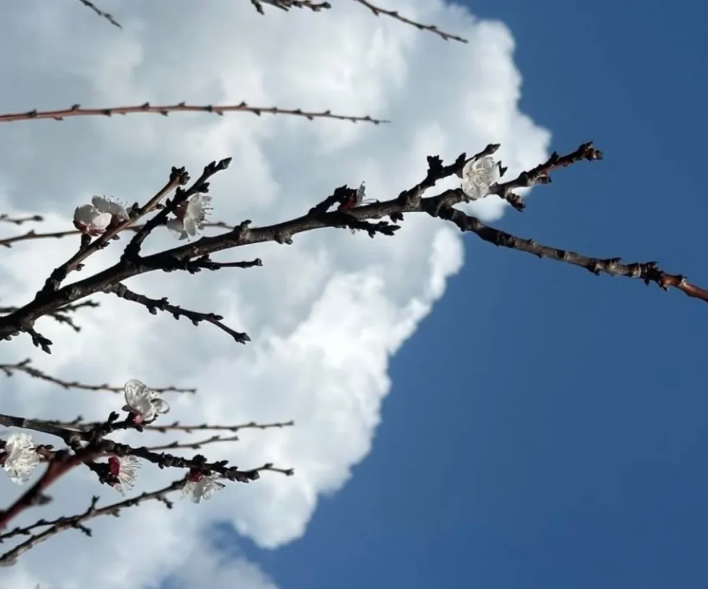primavera albero