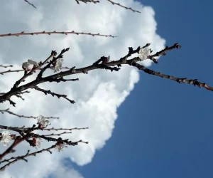 primavera albero