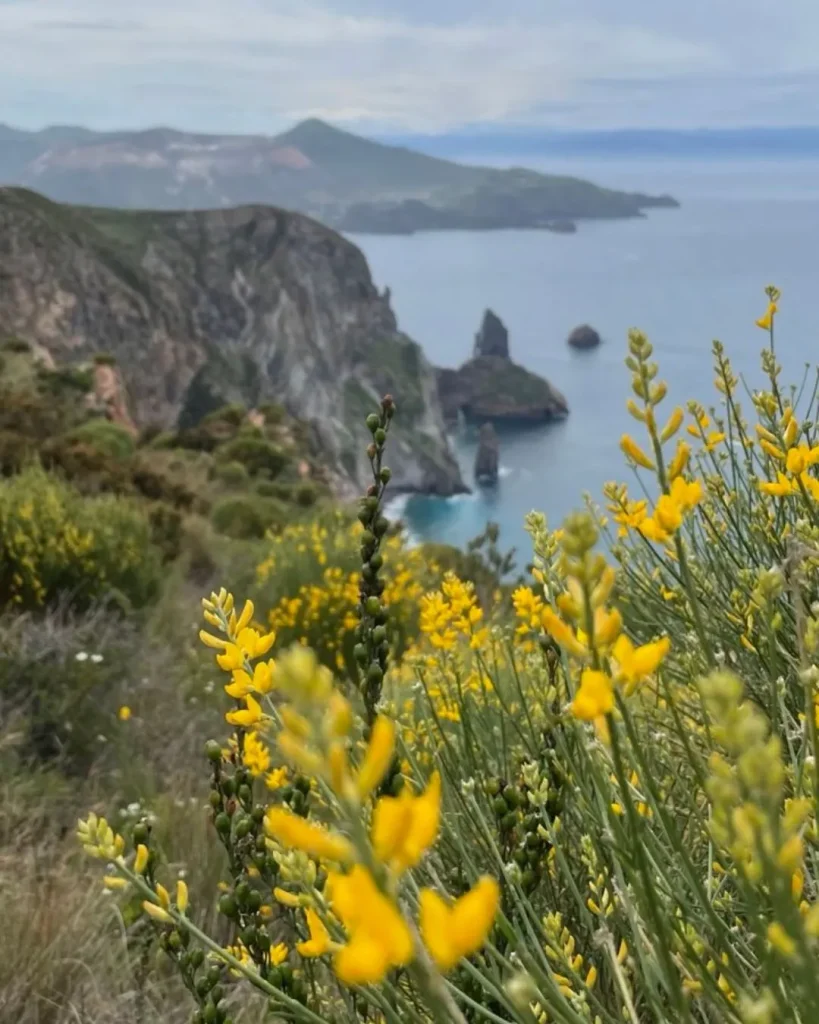 fiori lipari