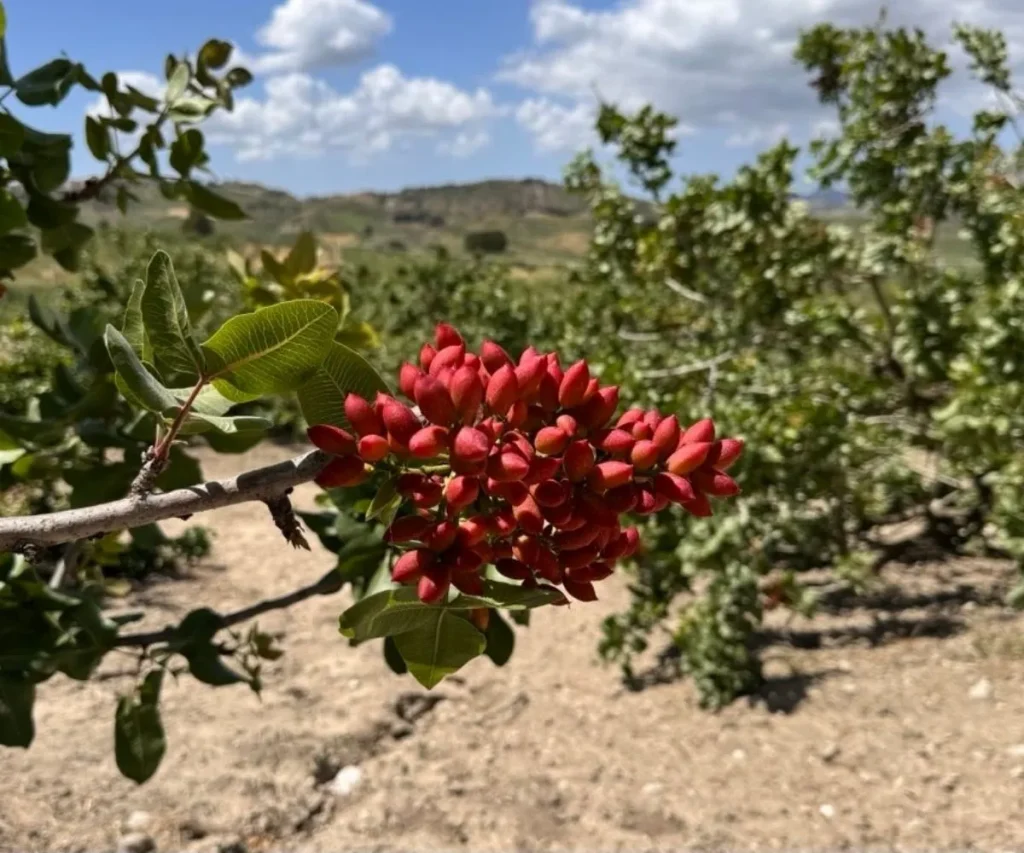 pistacchio fastuca fest