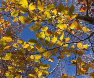 foliage autunno